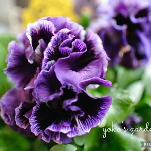 パンジー,カーリーウィッチ,フリンジパンジー　カーリーウィッチ,ベランダガーデン,ガーデニングの画像