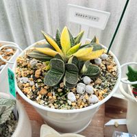 ガステリアミニマ,多肉植物,ガステリア,ガーデニングの画像