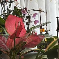 胡蝶蘭,ファレノプシス シレリアナ,チーム愛知,おうち胡蝶蘭,窓辺の画像