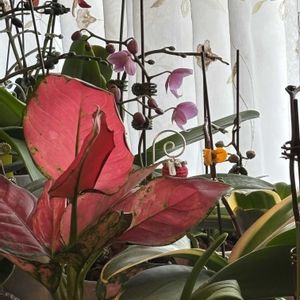 胡蝶蘭,ファレノプシス シレリアナ,チーム愛知,おうち胡蝶蘭,窓辺の画像