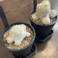 恵比寿笑い,パキポディウム　恵比寿大黒,パキポディウム・恵比寿笑い,和室の画像