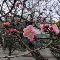 ウメ,思いのまま,梅(うめ),畑の画像