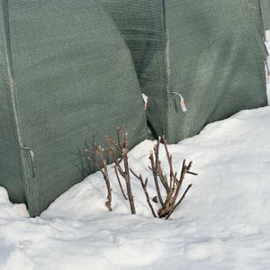 DA オリビアローズオースティン,カバーがなくなって剥き出しのオリビアローズオースティン,↑このカバーがなくなった,積み上げた雪と西花壇,これは12月1日の画像