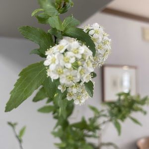 バジル,春菊,小手毬,実生の枇杷,水耕栽培バジルと春菊の画像