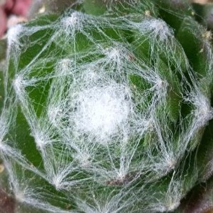 多肉植物,ベランダガーデン,癒し,今日のお花,センペルンルン木曜日の画像