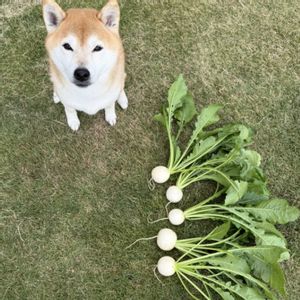 プランター栽培,家庭菜園の画像