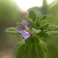 シャリンバイ,トベラ,トベラ,タチイヌノフグリ,トベラの弾けた実の画像