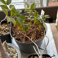 サボテン,ジャボチカバ,アストロフィツム・カプトメデューサエ,実生 ジャボチカバ,多肉植物とサボテンの画像