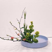 ボケ,菜の花,菜の花,木瓜,木瓜(ボケ)の画像