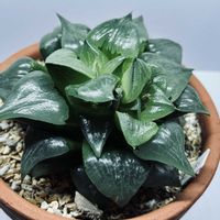 ハオルチア,ハオルチア属・ハオルシア属,ハオルチア 阿寒湖,多肉植物,ハオルチア属の画像