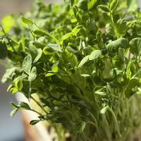 豆苗,豆苗,野菜,豆苗再生,再生野菜の画像