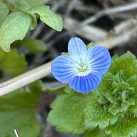 オオイヌノフグリ,タチイヌノフグリ,カワヂシャ,ムシクサ,オオイヌノフグリの実の画像