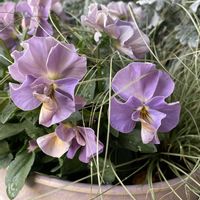 シロタエギク,ビオラ,カルーナ,プチトリアノン,カレックス フロステッドカールの画像