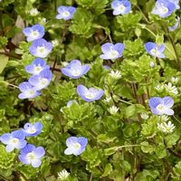 オオイヌノフグリ,ハコベ,過去pic,今日の１枚,今日のお花の画像