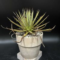 観葉植物,アガベ属,珍奇植物,ビザール・プランツの画像