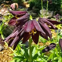 クロユリ,季節の花,咲くやこの花館,季節の風物詩,四季の彩りの画像