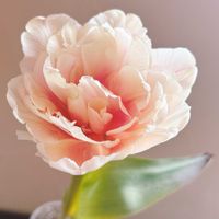 チューリップ,日比谷花壇,花のある暮らし,花のある生活,切り花を楽しむの画像