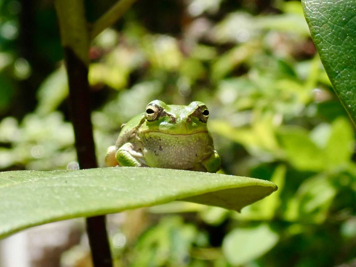 カエルノウタ2025🐸｜🍀GreenSnap（グリーンスナップ）