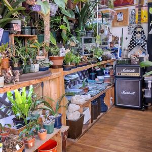 多肉植物,ウラボシ科,ビカクシダ属,食中植物,塊根の画像