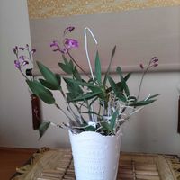 トキワシノブ,出窓,山野草,自宅園芸,ギンギアナムベリーオダの画像