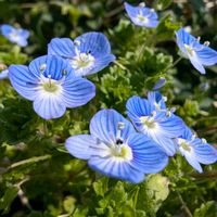 オオイヌノフグリ,ケイビアヤメ,小松菜,コスミレ,山野草の画像