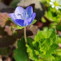 オオイヌノフグリ,オオイヌノフグリ   星の瞳,春がきた♪,今日のお花の画像