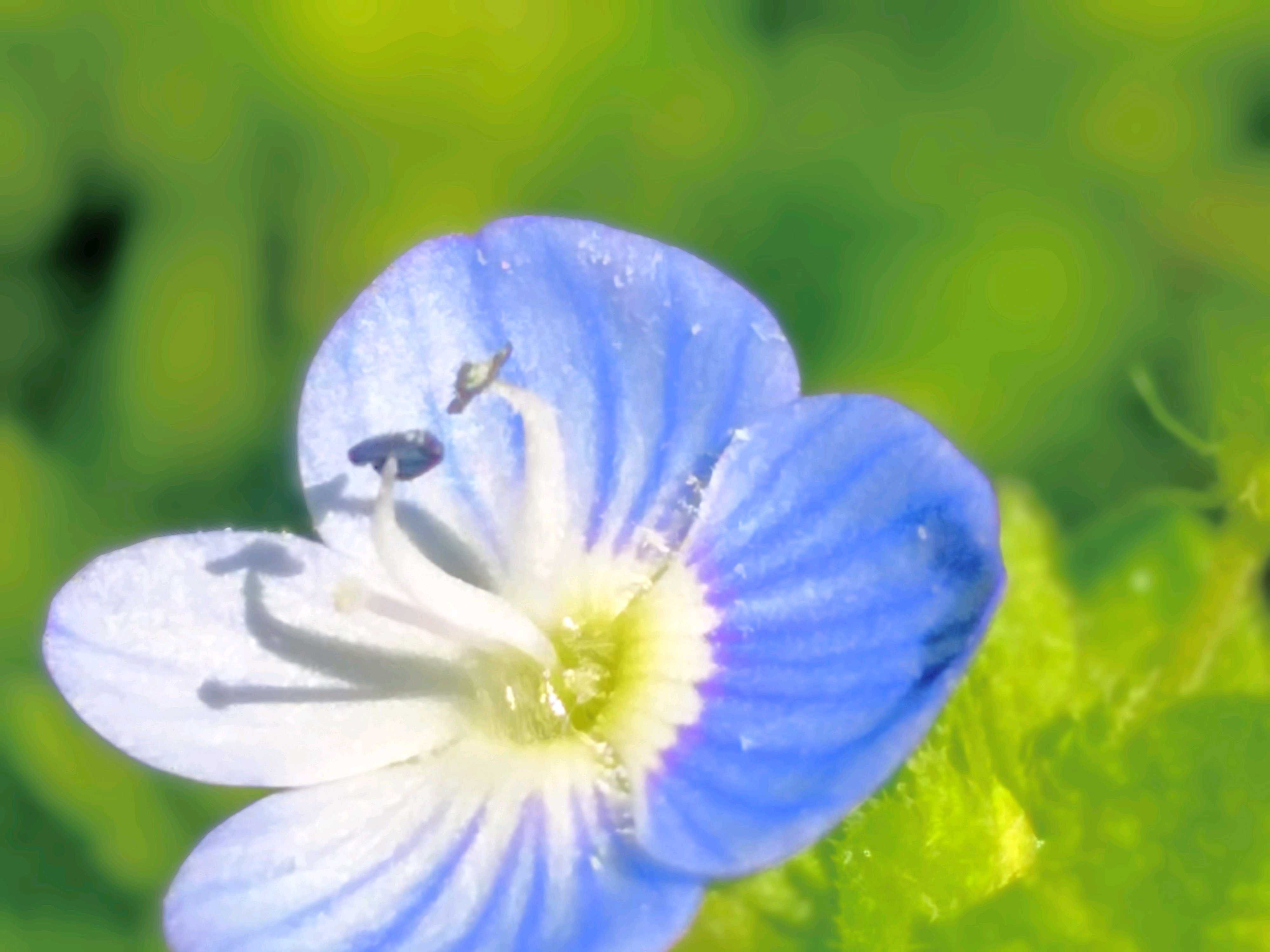 オオイヌノフグリの投稿画像一覧｜🍀GreenSnap（グリーンスナップ）