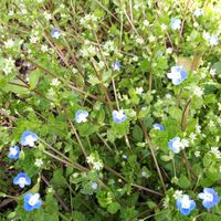 オオイヌノフグリ,花言葉,今日のお花,青い花マニア,ちっちゃいものクラブの画像