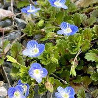 オオイヌノフグリの画像