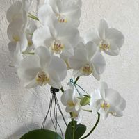 胡蝶蘭,胡蝶蘭 Michiko,楽しみ〜,清楚,花のある暮らしの画像