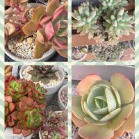 樹氷,レティジア,ピーチプリデ,ルエラの画像