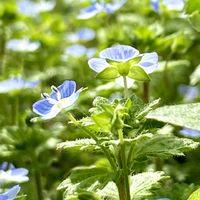 オオイヌノフグリ,おひさまの画像