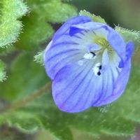 オオイヌノフグリ,タチイヌノフグリ,星の瞳,コゴメイヌノフグリ,散歩の画像