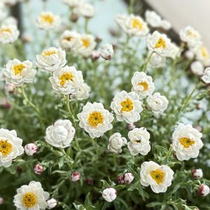 花かんざし,コンテナガーデン,成長記録,バルコニー/ベランダの画像