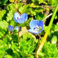 オオイヌノフグリ,オオイヌノフグリ,キンカン,セイタカアワダチソウの綿毛,世界中の人々が平穏に暮らせますようにの画像