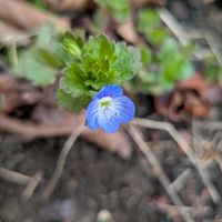 オオイヌノフグリの画像