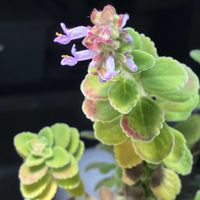 アロマティカス,GSに感謝。,いいね❤ありがとう,iPhone SE撮影,リビング・ダイニングの画像