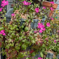 シレネ,シレネ,シレネ,シロタエギクの画像