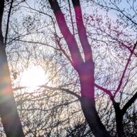 ウメ,ジューンベリー,センダン,白梅,冬芽と葉痕の画像