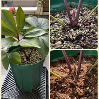 クリスマスローズ,ベランダガーデン,オリエンタリス,セミダブル,増し土の画像