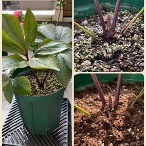 クリスマスローズ,ベランダガーデン,オリエンタリス,セミダブル,増し土の画像