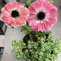 アネモネ　momo,アネモネ　momo,ベランダガーデニング,乾杯を乗り越えて,ボチボチ元気になってきましたの画像