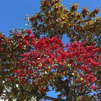 クロガネモチ,クロガネモチ,赤い実,病院の駐車場,大雪の日の画像