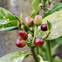 アオキ,アオキ,常緑低木,小さな庭の画像