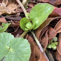 オオイヌノフグリ,フクジュソウ,リュウキンカ,今日のお花の画像