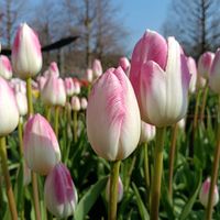 クリスマスローズ,チューリップ,梅,水性植物公園水の森の画像