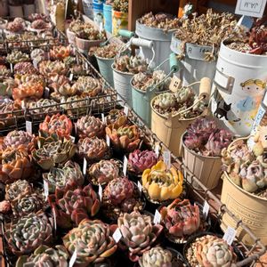 多肉,エケベリア,多肉植物,ベランダガーデン,バルコニー/ベランダの画像