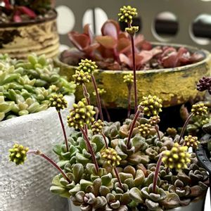 フェンウッド,プベスケンス,茜の塔錦,クラッスラ姫稚児,多肉植物の画像