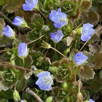 ウメ,オオイヌノフグリ,カタクリ,ショウジョウバカマ,紅梅の画像