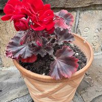 紅葉,ゼラニウムムーンライト トゥンバオ,冬越し,テラコッタ鉢,おうち園芸の画像